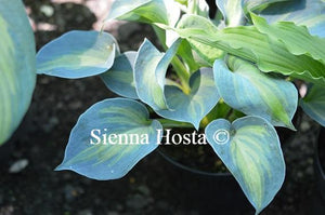 Hosta Rhino Hide