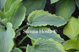 Hosta Spartacus