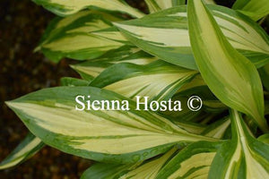 Hosta Cherry Berry