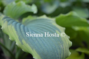 Hosta Spartacus