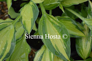 Hosta Chelsea Babe