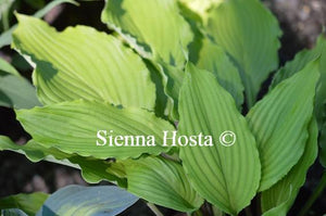 Hosta 'Shimmy Shake'
