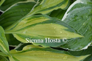 Hosta Chelsea Babe