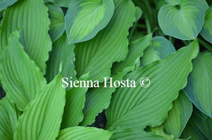 Hosta 'Shimmy Shake'