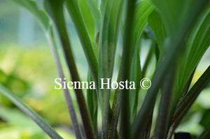 Hosta Shimmy Shake stems