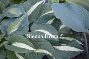 Hosta White Bikini