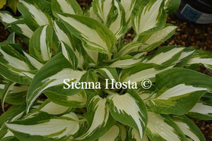 Hosta Christmas Cookies