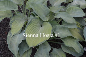 Hosta 'Beckoning'