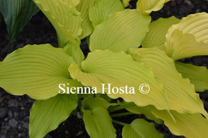 Hosta Dancing Queen