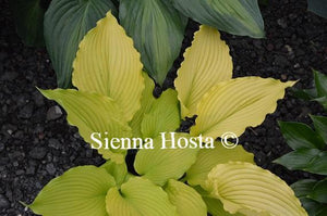 Hosta Dancing Queen