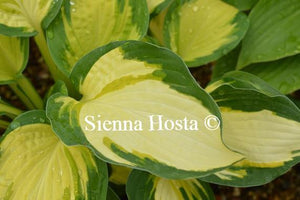 Hosta Color Festival