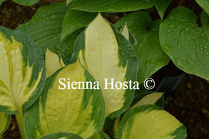 Hosta Color Festival