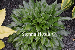 Hosta 'Crystal Dixie'