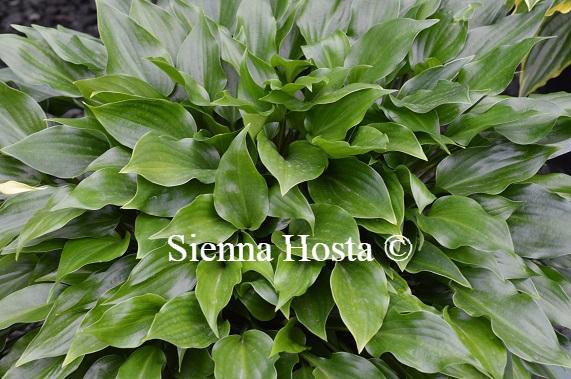 Hosta 'Double D Cup' - Sienna Hosta