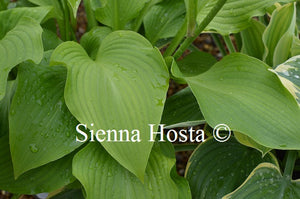 Hosta 'Crested Reef'