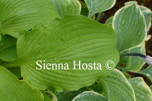 Hosta 'Crested Reef'