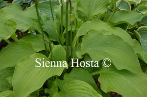 Hosta 'Crested Reef'