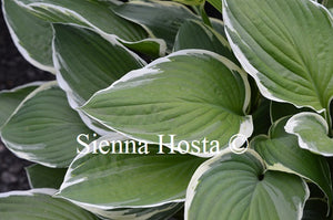 Hosta 'Carol'