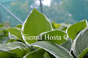 Hosta 'Carol'