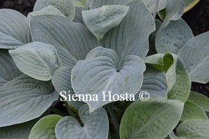 Hosta Blue Hawaii