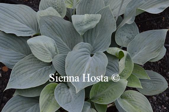 Hosta Blue Hawaii