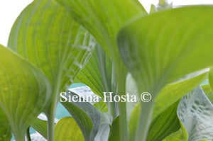 Hosta Blue Hawaii