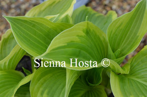 Hosta 'April Snow'