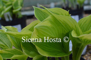 Hosta 'April Snow'