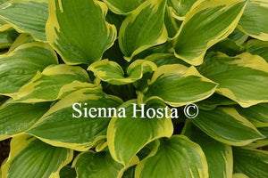 Hosta 'Don Stevens'