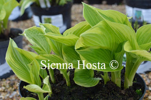 Hosta 'April Snow'