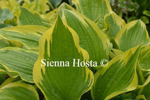 Sienna Hosta Don Stevens
