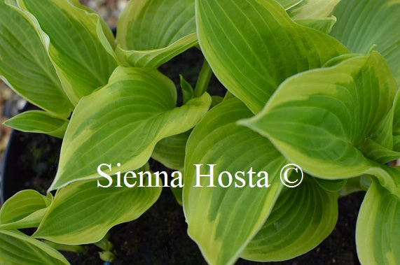 Hosta 'April Snow'