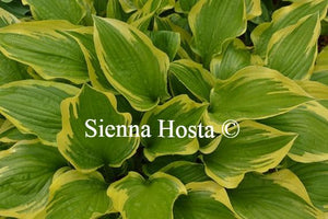 Hosta Don Stevens