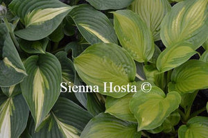 Hosta Adorable