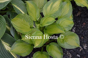 Hosta Adorable