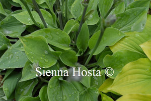 Hosta 'Drip Drop'