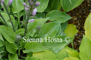 Hosta 'Drip Drop'