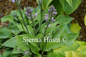 Hosta 'Drip Drop'