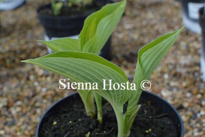 Hosta Ann Kulpa