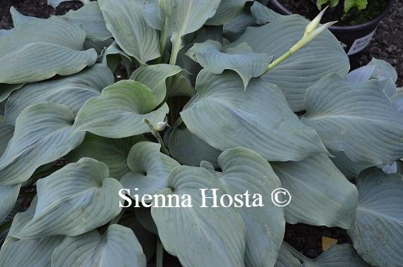 Hosta Blue Angel