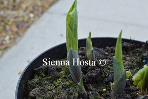 Hosta Anne Shoots