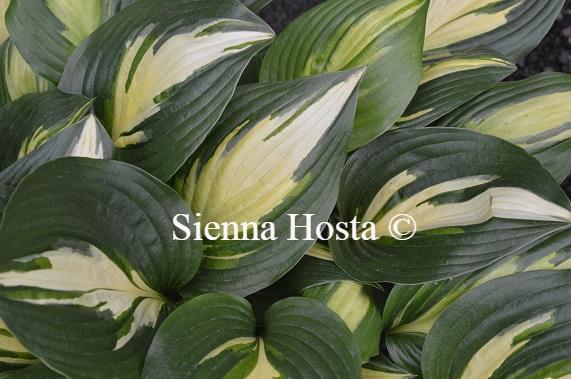 Hosta American Sweetheart