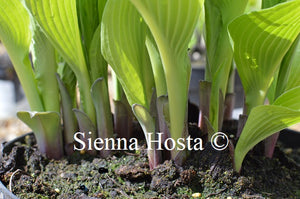 Hosta 'Atlantis'