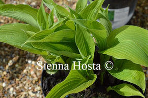 Hosta 'Atlantis'