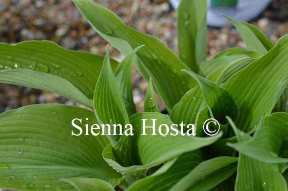 Hosta 'Atlantis'