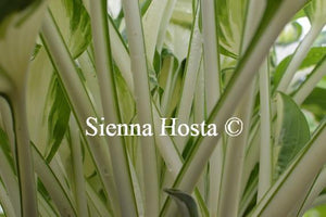 White Stem Hosta Enterprise