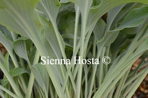 Hosta Elvis Lives Stems