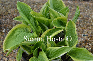 Hosta 'Austin Dickinson'