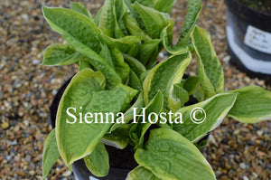 Hosta 'Austin Dickinson'