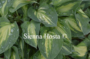 Hosta Fantasy Island